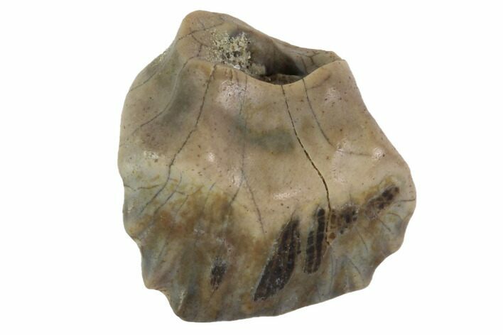 Ankylosaur Tooth - Montana #98337
